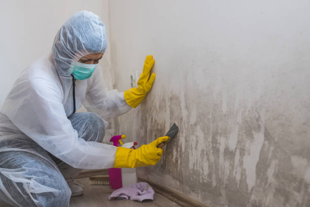 Best Basement Mold Removal  in Harrington Park, NJ
