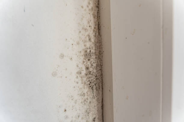 Best Attic Mold Removal  in Harrington Park, NJ
